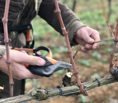 Podning af vinstokke